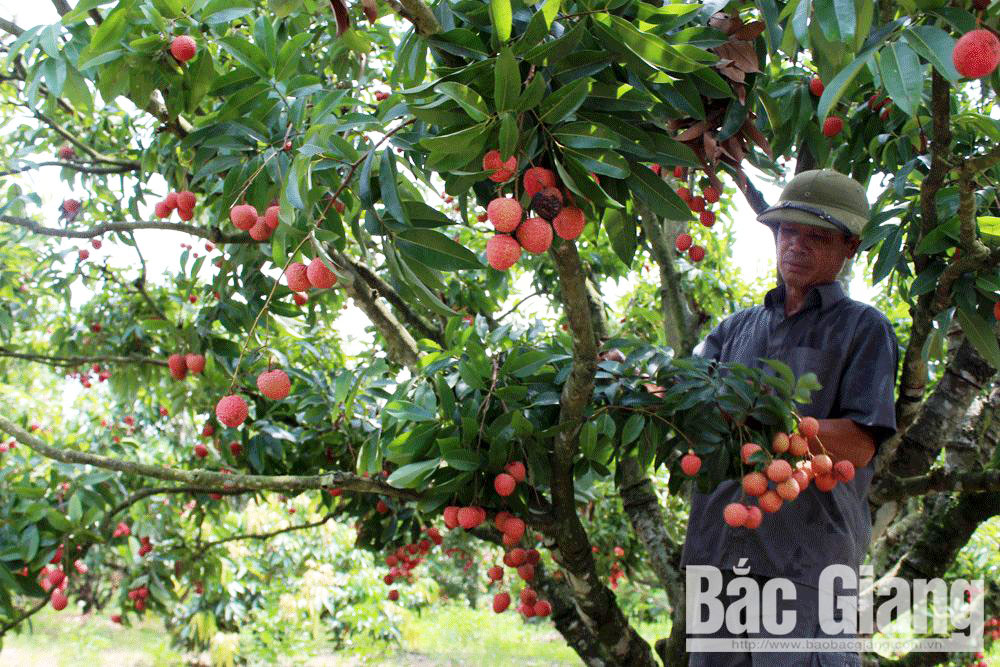 Lần đầu tiên tổ chức hội nghị trực tuyến tiêu thụ vải thiều