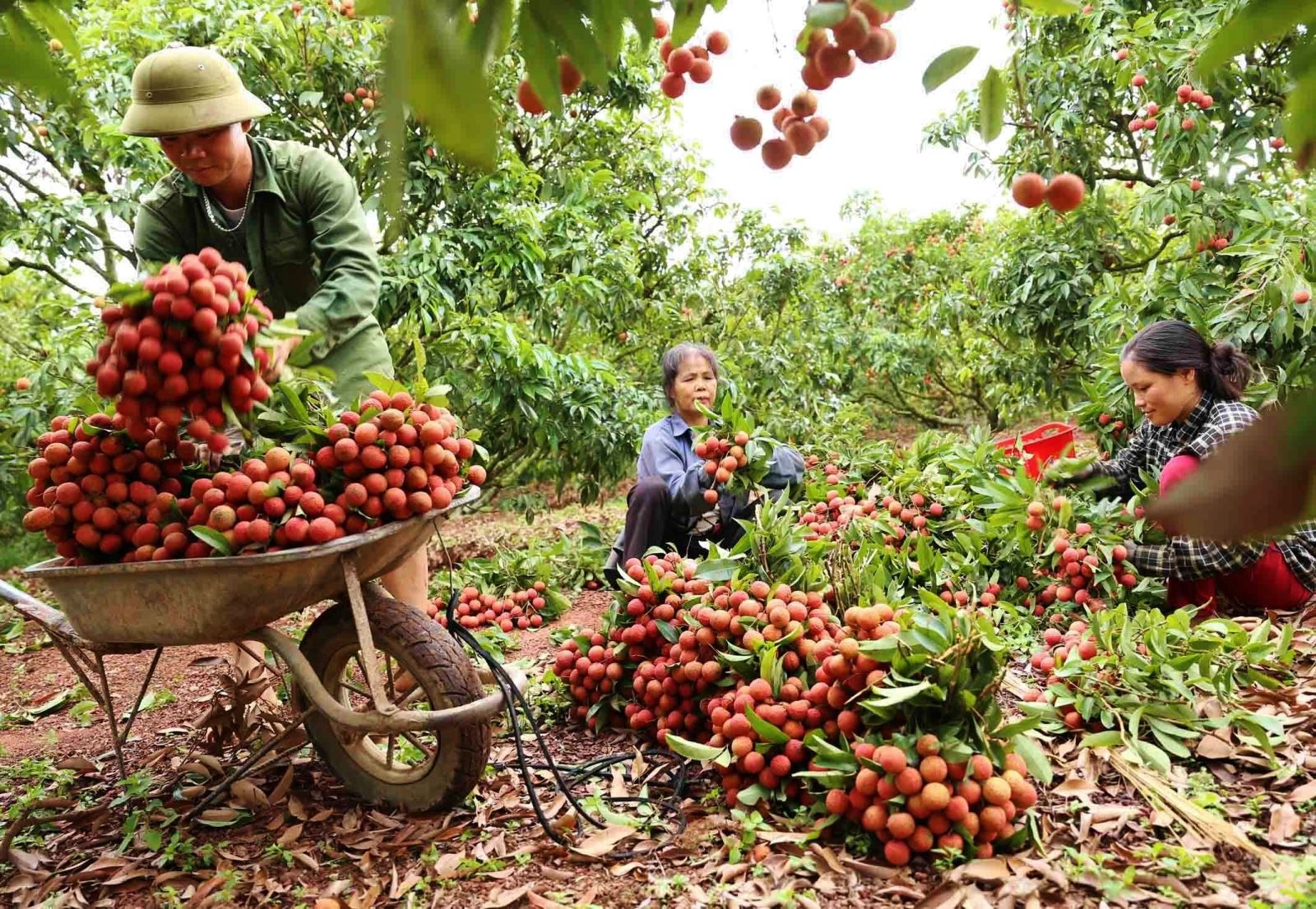 Lô vải thiều đầu tiên xuất khẩu sang Singapore, Mỹ, Australia