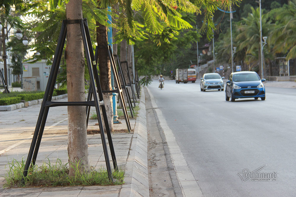 Hàng trăm cây phượng trên tuyến đường du lịch Hạ Long được gia cố thay vì chặt hạ