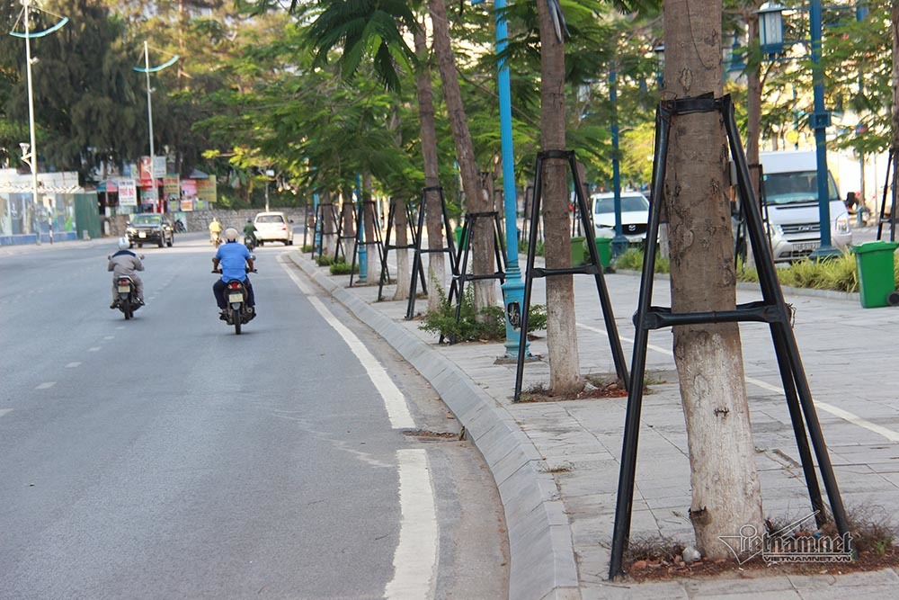 Hàng trăm cây phượng trên tuyến đường du lịch Hạ Long được gia cố thay vì chặt hạ