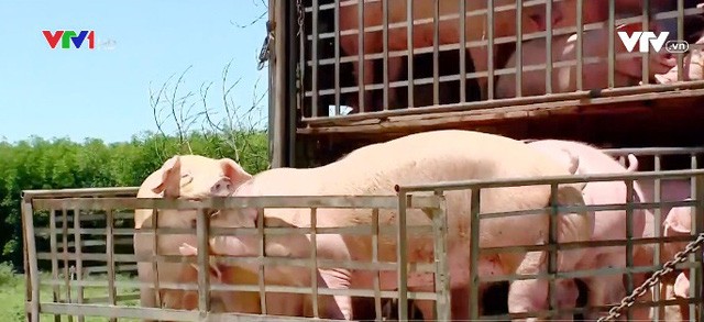 Lô hàng 500 con lợn sống đầu tiên nhập từ Thái Lan về đến Việt Nam