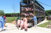 Lô hàng 500 con lợn sống đầu tiên nhập từ Thái Lan về đến Việt Nam