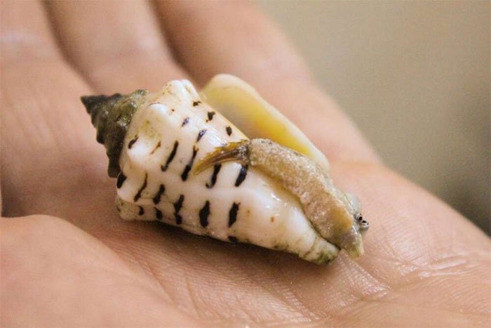 Phát hiện thực đơn của người châu Phi sử dụng hơn 5.000 năm trước khi di cư