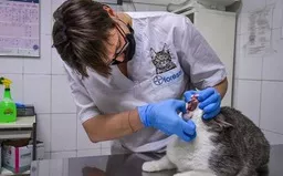 Italy cảnh báo virus gây bệnh dại hiếm gặp truyền từ loài mèo
