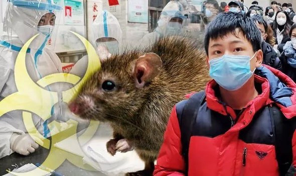 WHO đang giám sát trường hợp bệnh dịch hạch tại Trung Quốc