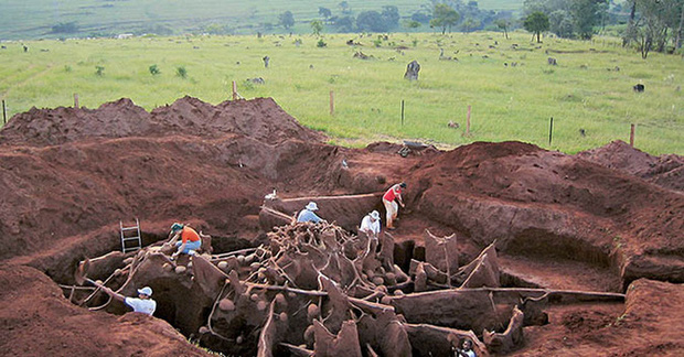 Khám phá "thành phố khổng lồ" của loài kiến cắn lá ở Brazil.