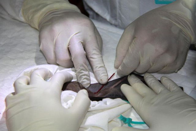 Virus SARS-CoV-2 có thể đã phát triển âm thầm ở loài dơi hàng chục năm qua