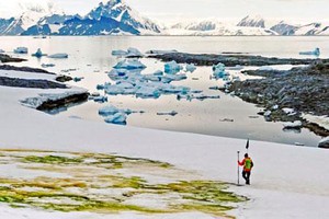 Nam Cực "chuyển xanh", xuất hiện hệ sinh thái mới