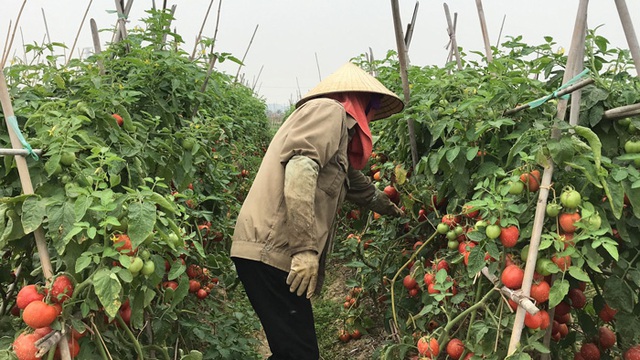 Xót xa cảnh súp lơ nở hoa, cà chua thối rữa đầy đồng giữa tâm dịch Hải Dương